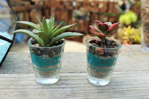 These Mini Succulents in short glass 