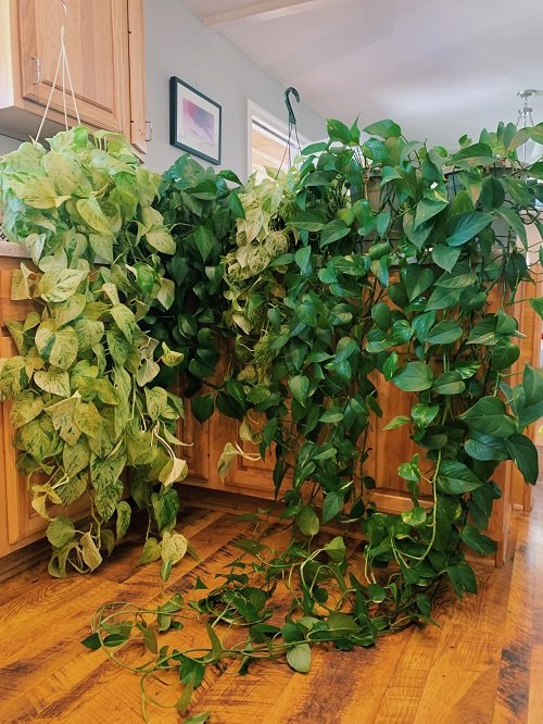Wonderful Ideas for Indoor Plant Decor