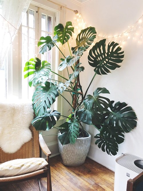 Wonderful Ideas for Indoor Plant Decor 2