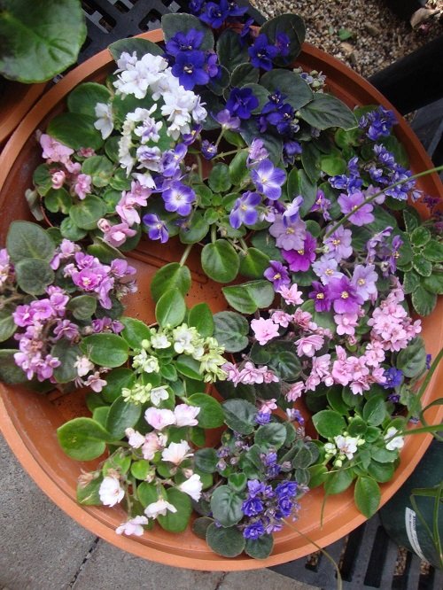 African Violets Display in container garden 