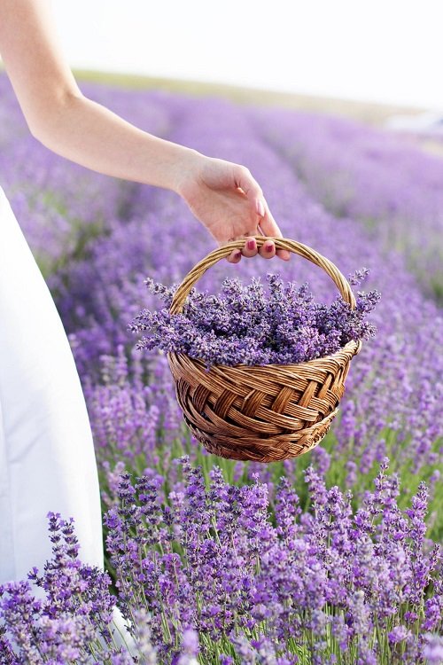 Lavender Flower Meaning 
