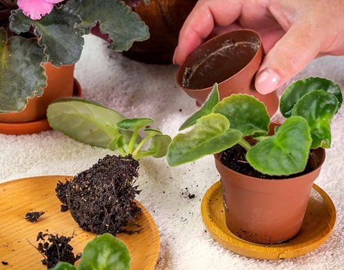 African Violet That Grow Best From Division