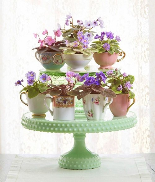 African Violets Display Ideas in teacups