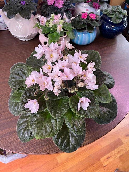 How to Water African Violet From Top Like A Pro