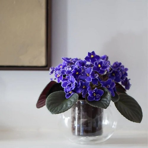 African Violets Display Ideas glass bowl