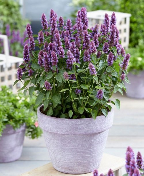 Mint-Looking Plants That Are Not Really Mint2