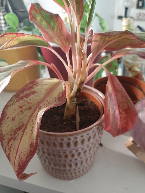 Frustrating Aglaonema Problems and Solutions