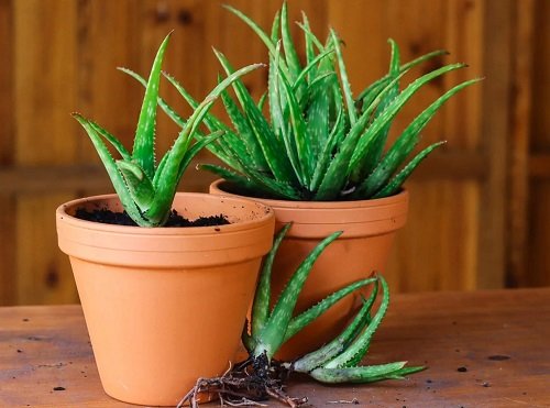Houseplants That Are Good to Grow in February 3