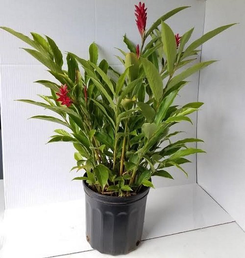 Hawaiian Indoor Plants1