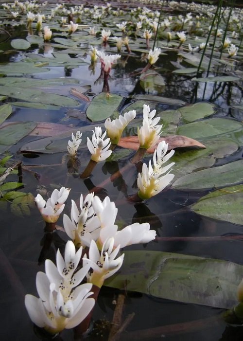 Floating Flowers that Float in Water 3
