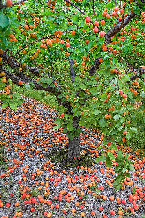 NC-Growing Fruit Trees 2