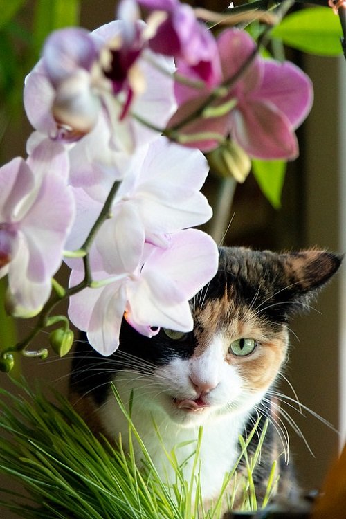 Orchids Toxic to Cats2