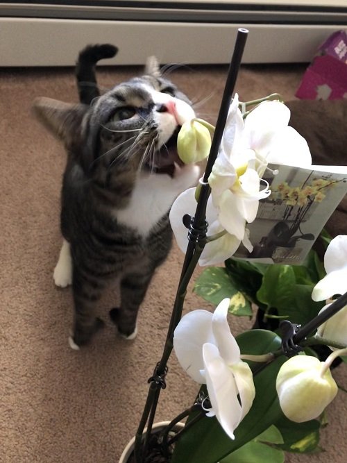 When Cats Eats an Orchid