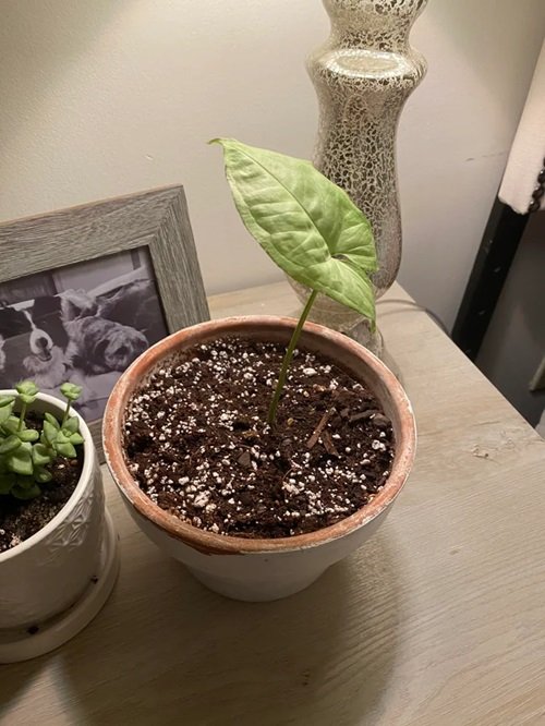 Arrowhead Plant leaf propagation in terrracotta pot