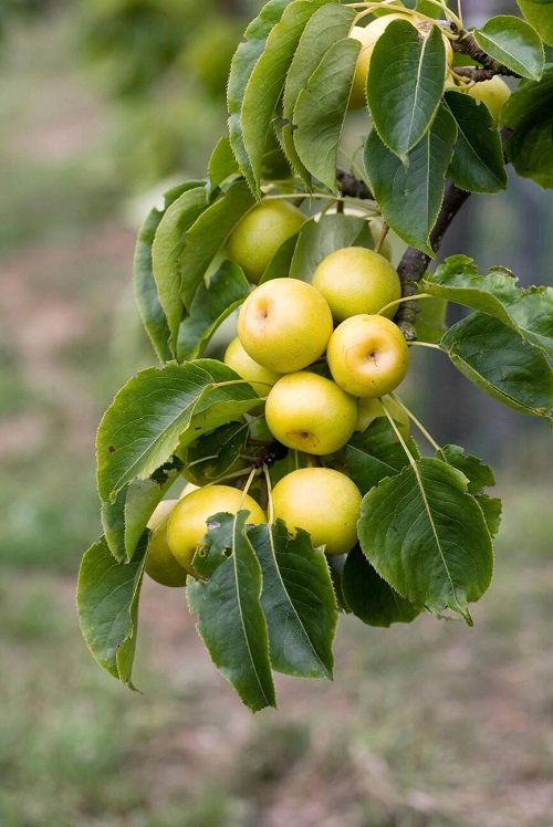 Fruit Trees in North Carolina