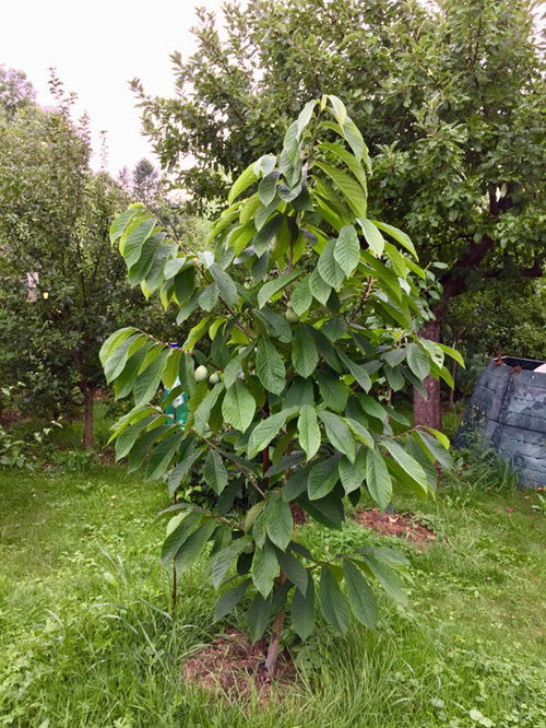 Pawpaw Fruit Trees that Grow in Ohio