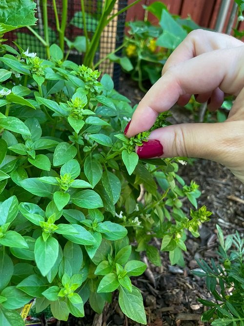 basil Plants Benefiting from Pinching