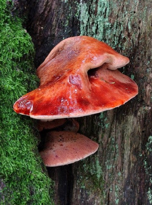 Edible Mushrooms that Grows on Trees 