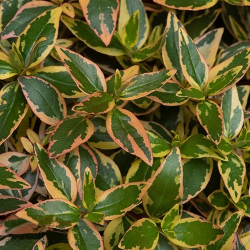 Hydrangea macrophylla ‘Bela’
