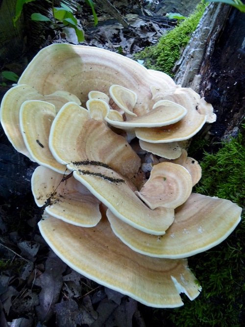 Mushrooms that Grow on Trees6