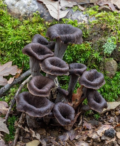 Mushrooms that Grow on Trees1