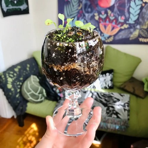 Plants You Can Grow in Wine Glasses 2