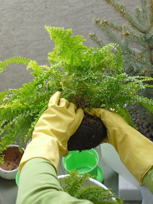 Boston Fern That Grow Best From Division