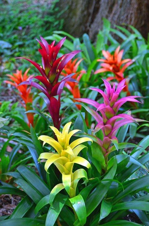 Most Colorful Plants in Florida 2