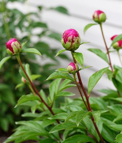 Peony Growth Stages 5