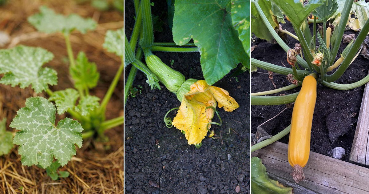 Butternut Squash Growing Stages in Detail | Balcony Garden Web