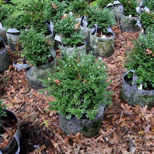 Boxwoods for Containers1
