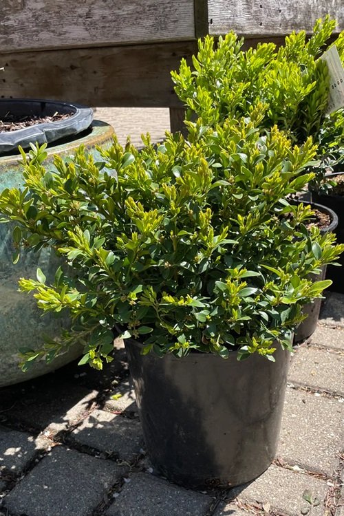 Green Mound Boxwood in blacl container