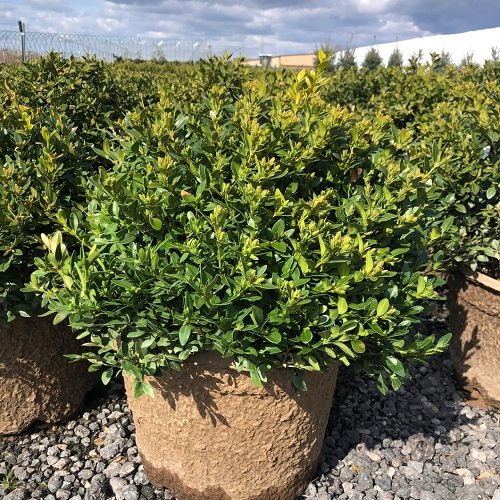 Boxwoods for Containers