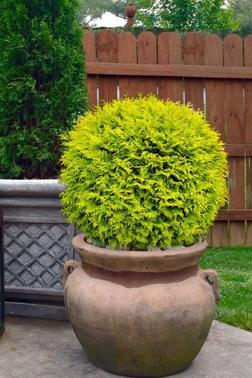 John Baldwin Best Boxwoods for Containers