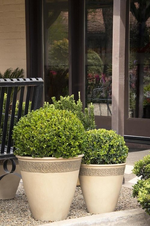 Boxwoods for Containers outdoor