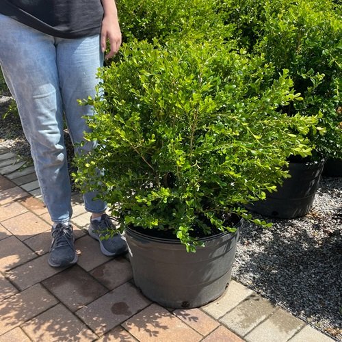 Boxwoods for Containers garden 
