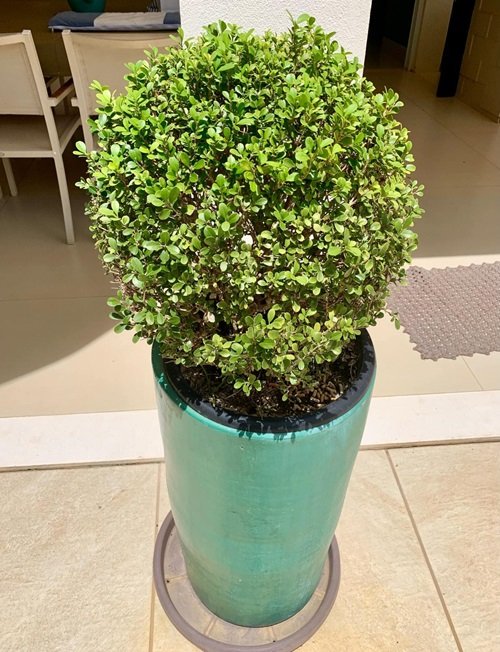 Dee Runk boxwood Best Boxwoods for Containers