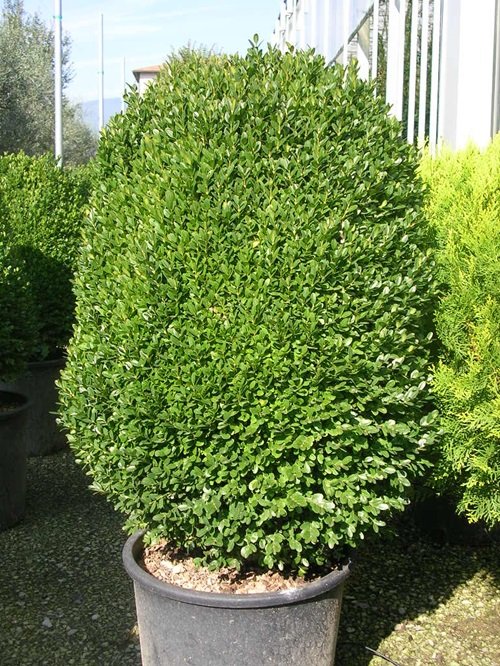English Boxwood plant in container