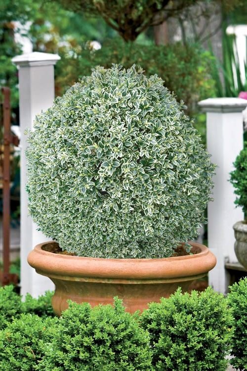 Variegata Best Boxwoods for Containers