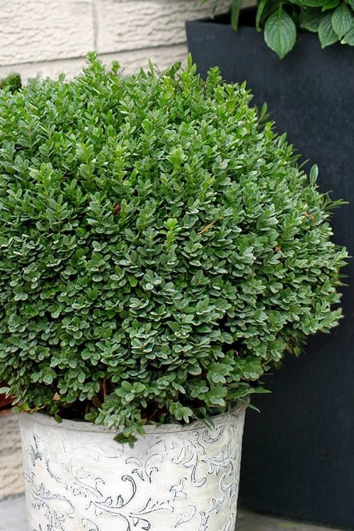 Korean littleleaf boxwood in container 