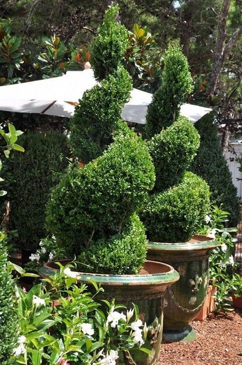 Boxwoods for pots