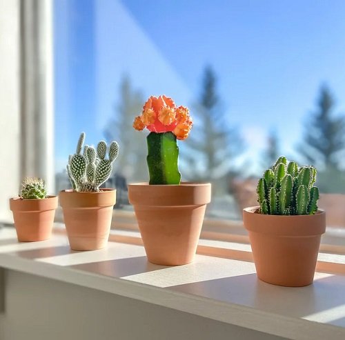 These Mini Succulents in Mini Pots in Window
