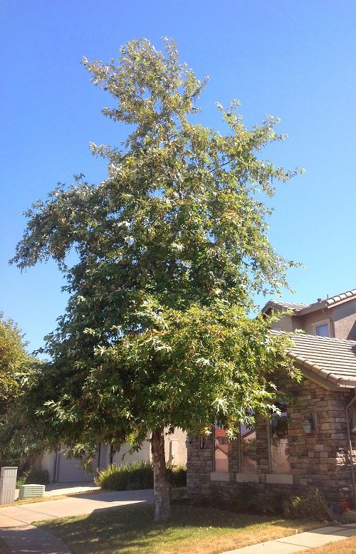 Fast growing California shade trees 3