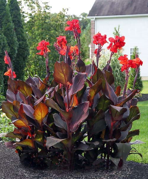 Beautiful Plants that Grow Red Foliage and Flowers 7