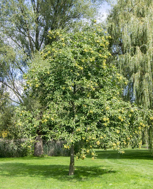 Chestnut Fruit Trees that Grow in Ohio