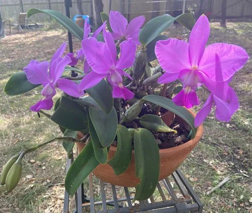 Walker’s Cattleya Orchids Brazilian Flowers