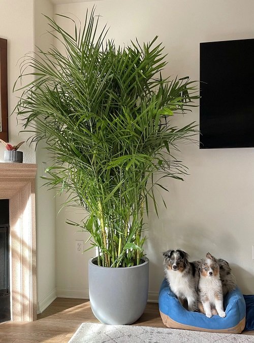 Indoor Trees That Are Cat-Safe