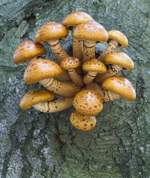 Edible Mushrooms That Bloom on Trees 1