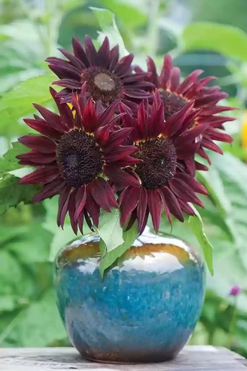 Chianti Best Purple Sunflowers