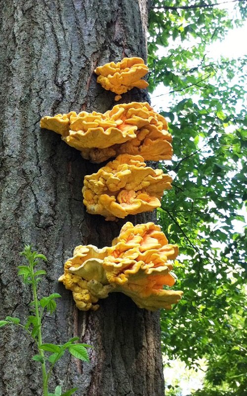 Edible Mushrooms That Bloom on Trees 2